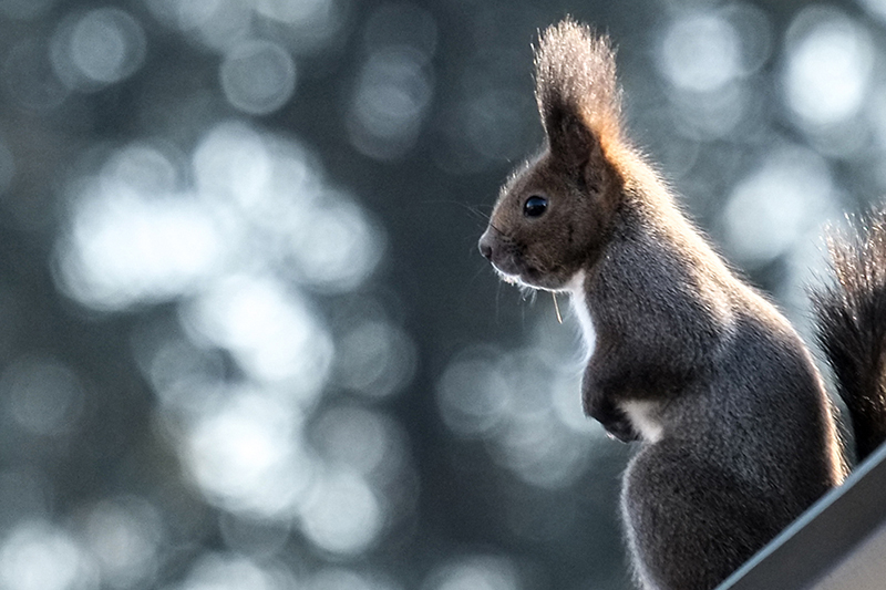 環境にやさしいの？